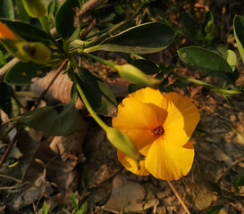 yellow flower in the garden