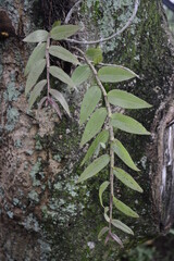 orchid leaves stuck to the tree