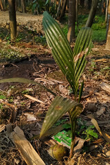 Obraz premium Betelnut sapling in nature