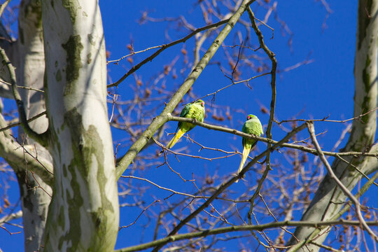 Two rose-ringed parakeets (Psittacula krameri), also known ring-necked parakeets, in a tree