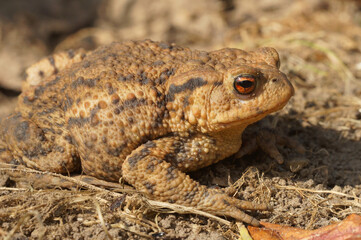A full body shot of a female common toad , Bufo bufo on the ground