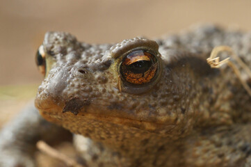 A frontal close up of a male common toad , Bufo bufo in the garden 