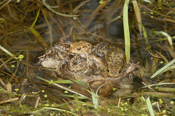 An aggregation of male common toads , Bufo bufo in the water fertilising eggsacs in the breeding pond