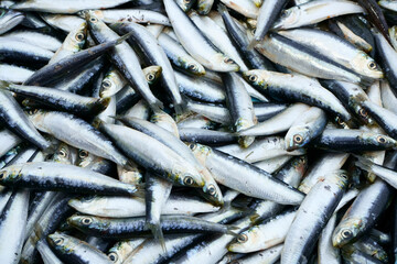 Obraz premium Freshly caught sardines for sale on a fish market in Marseille