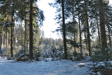 Kraftvolle weitwinkelaufnahme im schwarzwald mit schnee, blauem himmel, tannen natürlich mit kraftvollen farben