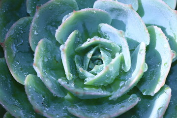 succulent with dew