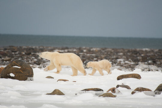 A Polar Bear Female and Cub Fleeing from a Male Bear on the Hudson Bay