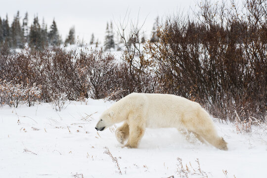 A Polar Bear Male Running before sparing with another male Bear.