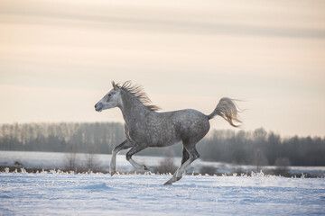 Fototapeta na wymiar Arabian horse running free on the winter landscape.
