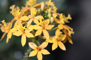 close up of yellow flowers