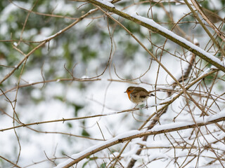 Robin Perched on Branch in Snow