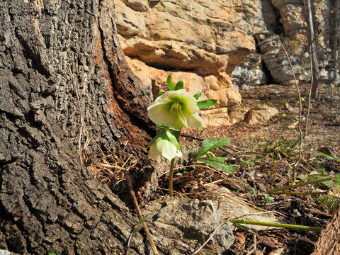 Hellebore Caucasian in the woods in early spring. Amazing green flower.