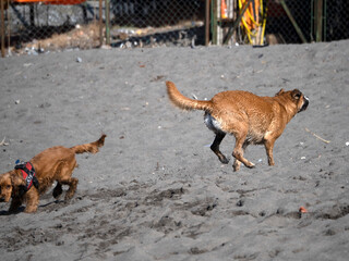 happy dog cocker spaniel playing at the beach