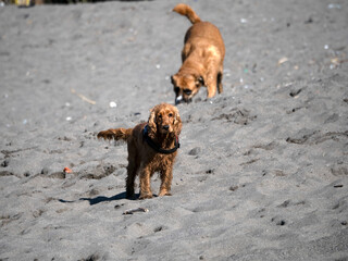 happy dog cocker spaniel playing at the beach