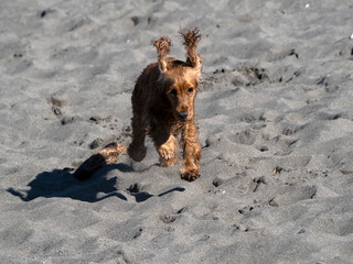 happy dog cocker spaniel playing at the beach