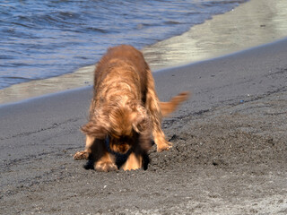 happy dog cocker spaniel playing at the beach