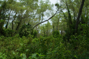 Fototapeta premium Tropical rainforest landscape. Panorama view of the green forest. Beautiful foliage of different species of trees and plants in the South American jungle.