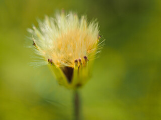 Macro of dandelion bloom