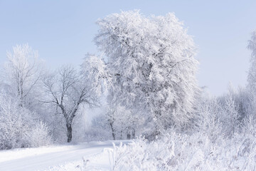 Beautiful winter landscape with snow-covered road, cold sunny winter morning in the country, with white trees covered with frost, winter photography with mist, fairytale-like atmosphere
