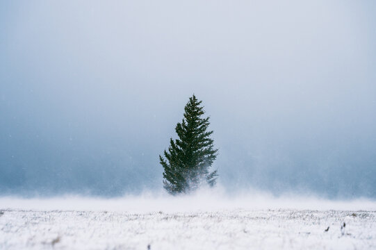 Fir tree between field in snow and amazing blue sky - Powered by Adobe