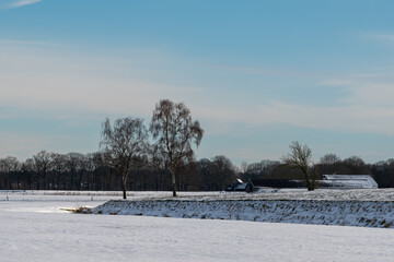winter landscape with trees
