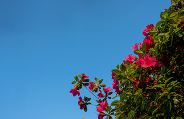 red azaleas against a blue sky