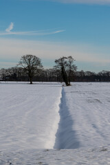 Trees in snow covered meadow with frozen canal