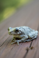Closeup of a green tree frog 