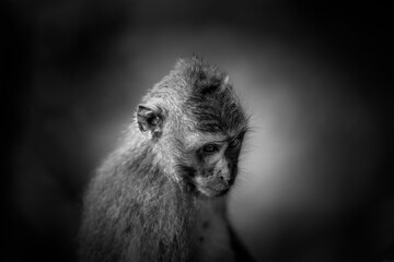 Black and White artistic rendition of classic balinese monkey in a sad state of mind