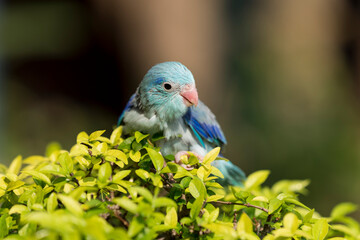Obraz premium Little Bird. The parrot is happy on the tree. Parakeet on the tree, Bird Forpus xanthops parrot on leaf. Close Up Puppy Parrot.
