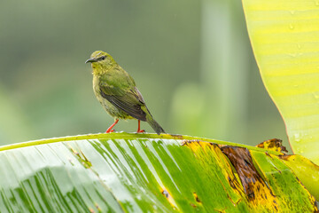 Guit-guit saï (Cyanerpes cyaneus) perched on a branch in the forest in the Arenal volcano area, Costa Rica