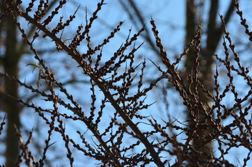 Sanddorn (Hippophae rhamnoides), auch Fasanbeer, Haffdorn, Seedorn, Zitrone des Nordens im Winter