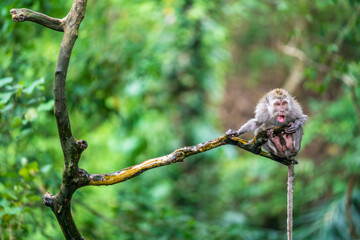 The Mischievous rebel monkey of the Ubud Monkey forest sanctuary in Bali Indonesia