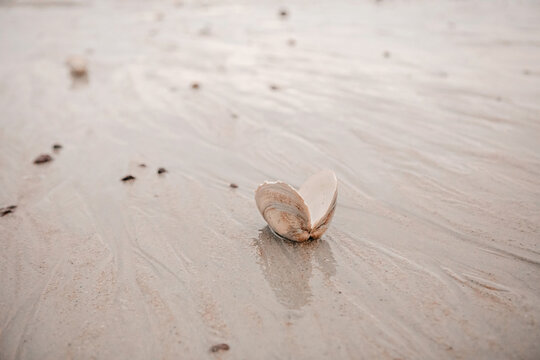 open shell laying on a beach during low tide