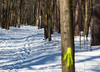 arrows, vectors, signs, directions, information, drawing, image, spray, tree, trunk, winter, run, orjetation, terrain, forest, snow, painted, winter, celery, straight, nobody.