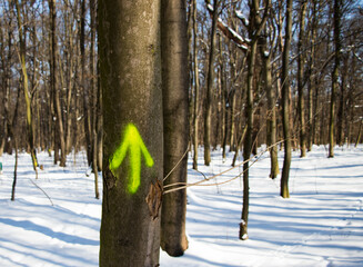 The straight arrow is spray-painted on a tree trunk