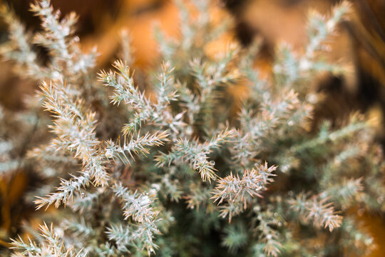 Water Droplets on Sharp and Spiky Green Bush