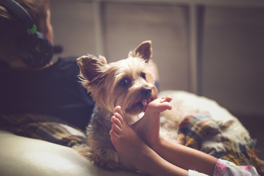 Family pet lovingly licks kid.