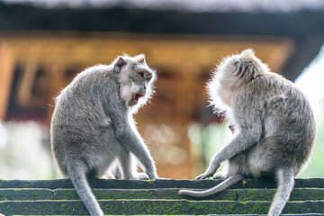 Two socializing monkeys reveal a shocking rumor about their king's sexual adventures at the hidden temple in bali indonesia