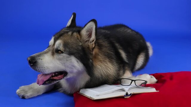 Alaskan Malamute lies with its paw on a red pillow next to a book and glasses in the studio on a blue background. The pet looks around, then lowers its head on the book. Slow motion. Close up.
