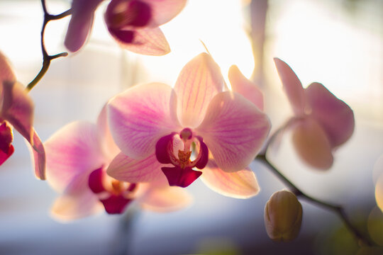Beautiful sunlight streams through orchids, instilling hope of new day