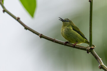 Guit-guit saï (Cyanerpes cyaneus) perched on a branch in the forest in the Arenal volcano area, Costa Rica