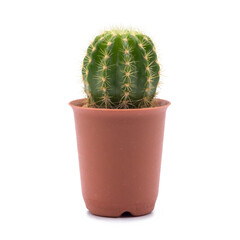 little cactus in blown pot