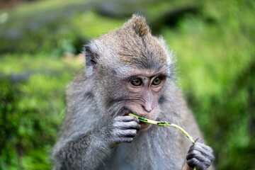 The Hungry Monkey of the Ubud Monkey Forest Sanctuary in Bali Indonesia