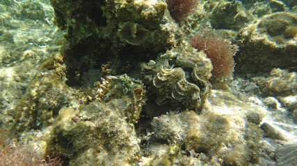 Fototapeta na wymiar Morze Czerwone, ryby, koralowce, nurkowanie, płaszczka, meduza, wakacje, woda słońce, moczarki