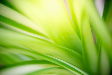 Abstract background nature view of green leaf with copy space using as background natural green plants landscape, ecology, fresh wallpaper concept.