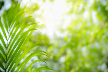 Obraz na płótnie Canvas Concept nature view of green leaf on blurred greenery background in garden and sunlight with copy space using as background natural green plants landscape, ecology, fresh wallpaper.