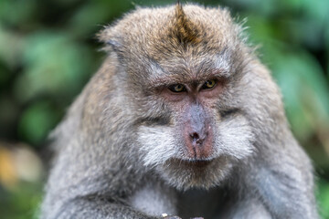 The boss of the Ubud Monkey forest Sanctuary don’t mess with him - Bali Indonesia
