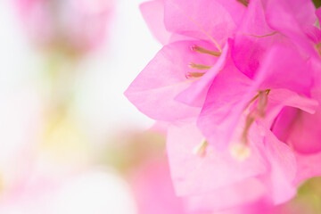 Concept nature view of pink leaf on blurred greenery background in garden and sunlight with copy space using as background natural green plants landscape, ecology, fresh wallpaper.