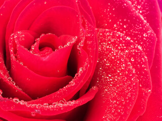 Small drops of dew on the red petals of a blooming rose.